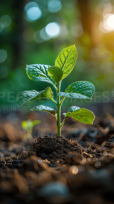 Buy stock photo Plant, growth and ground in nature for sustainability, seedlings or fertiliser soil. Bokeh, agro and green leaves with sapling for natural environment, earth day or spring for eco friendly park
