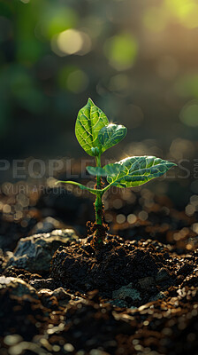 Buy stock photo Tree sprout, growth and dirt in nature for sustainability, seedling or fertiliser compost. Empty, agro and green leaves with plant for natural environment, earth day or spring for eco friendly park