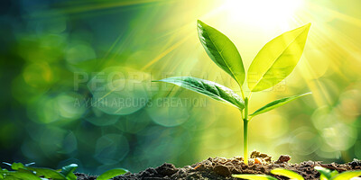 Seedling, growth and plant in soil, summer and bokeh in environment, farm and ecology in nature outdoor. Agriculture, dirt and field for carbon footprint, sustainability and project for garden