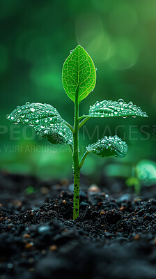 Sapling, growth and soil in garden for sustainability, seedling or fertiliser agriculture. Empty, agro and green leaves with plant for natural environment, earth day or spring for eco friendly park