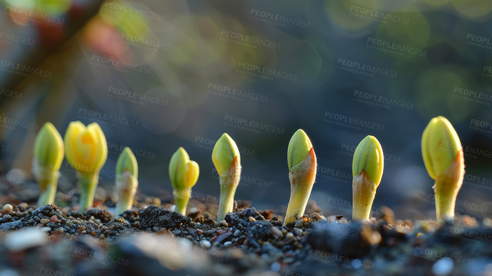 Buy stock photo Growth, plant and seedling for bud in soil, bloom and nature for spring and green for agriculture. Flower, ground and garden with dirt for sprout or sapling, closeup and botany with leave from seed