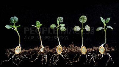 Seedling, soil and plant for agriculture, nature and garden for grow or sapling on black background. Spring, dirt or roots for fresh sprout for environment conservation, eco friendly or spring growth