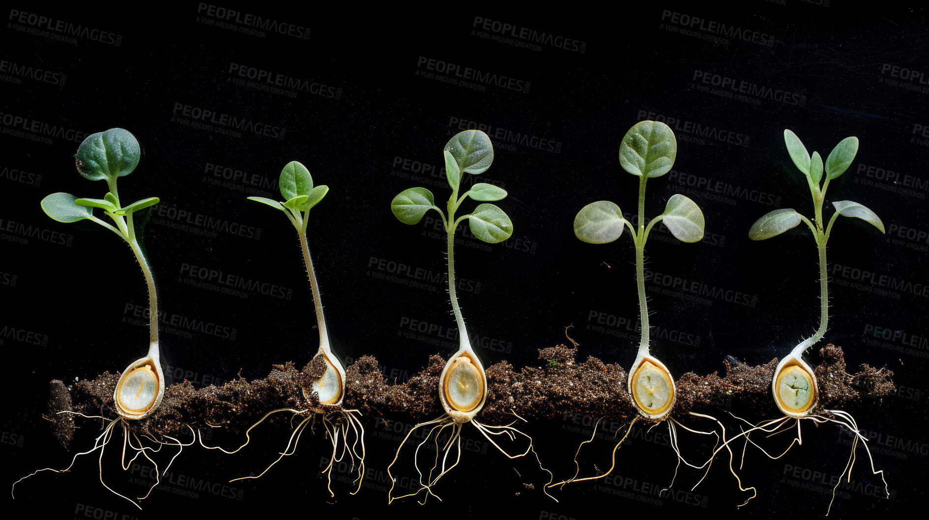 Buy stock photo Seedling, soil and plant for agriculture, nature and garden for grow or sapling on black background. Stages, dirt or roots for fresh sprout for environment conservation, eco friendly or spring growth