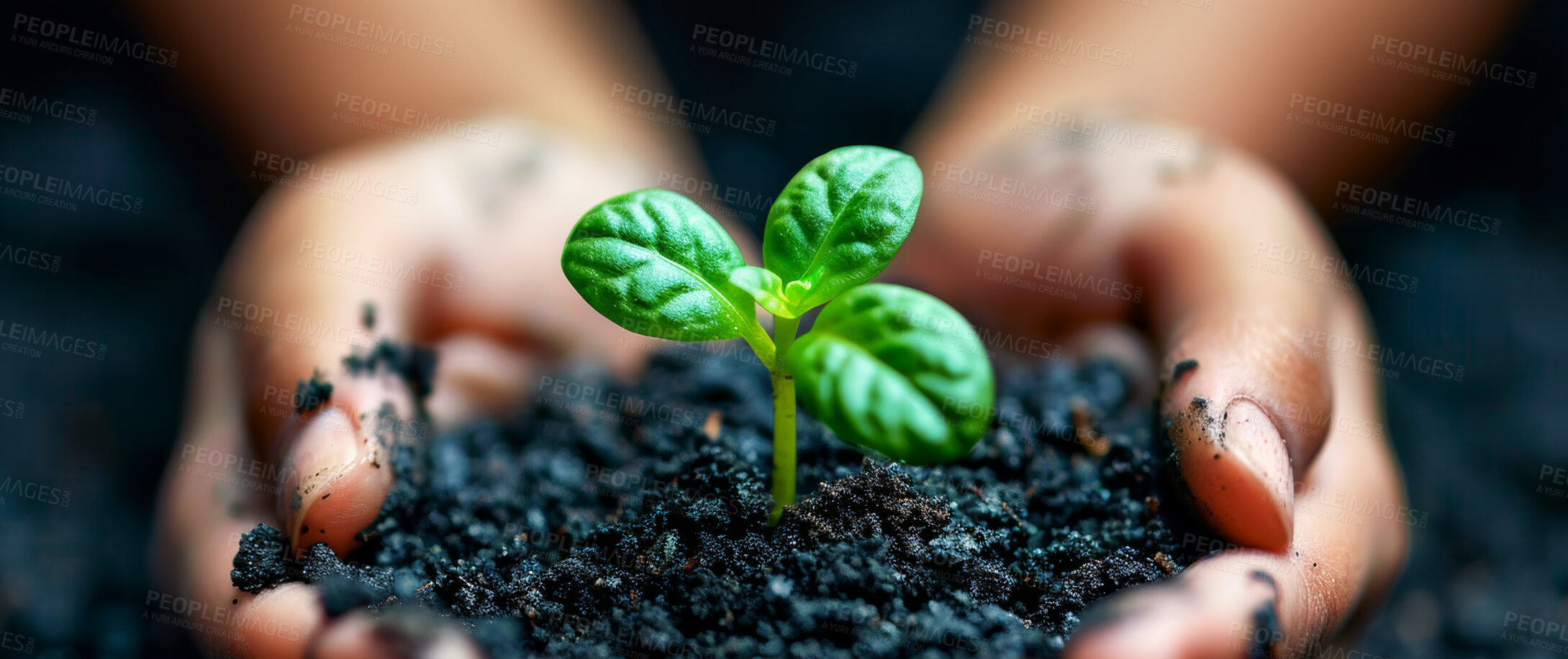 Buy stock photo Nature, agriculture and plant in garden, hands and ecology of environment, farmer and outdoor for leaves in earth. Seedling, dirt and volunteer with care for sustainability, eco  friendly or person