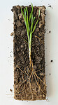 Plant, roots and soil in closeup on background for sample, study or survey of wild flora for natural medicine company. Leaves, stem and earth with shoot system for development of organic pharma drugs