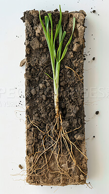 Plant, roots and soil in closeup on background for sample, study or survey of wild flora for natural medicine company. Leaves, stem and earth with shoot system for development of organic pharma drugs