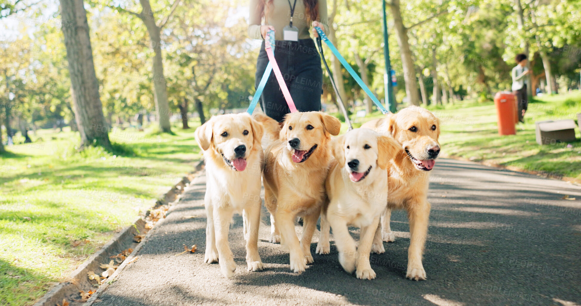 Buy stock photo Woman, walking and golden retriever in park for exercise or pet care, outdoor activity in United Kingdom. Female trainer, wellness and dogs on leash in garden path, service for animals in summer