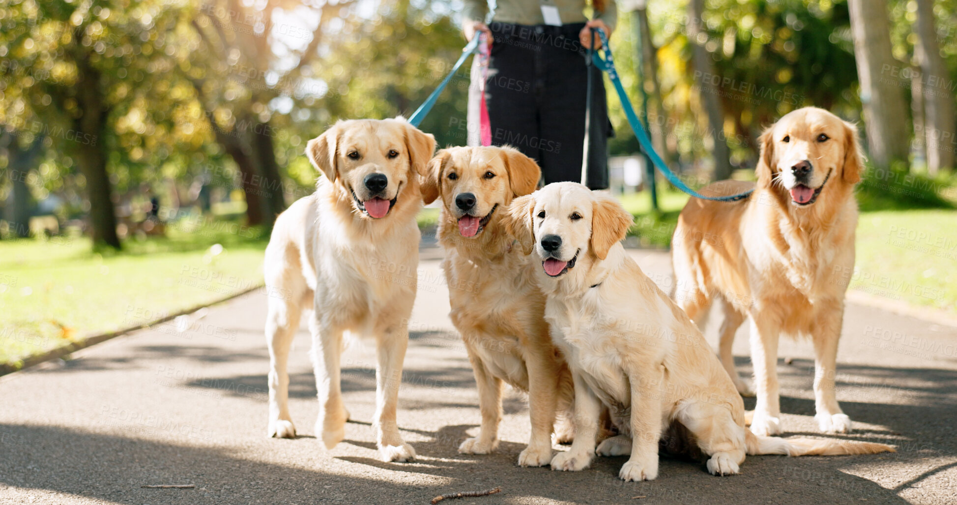 Buy stock photo Person, walking and dogs in park for workout or pet care, outdoor activity in United Kingdom. Trainer, wellness and golden retriever on leash in garden path, training service for animals in summer