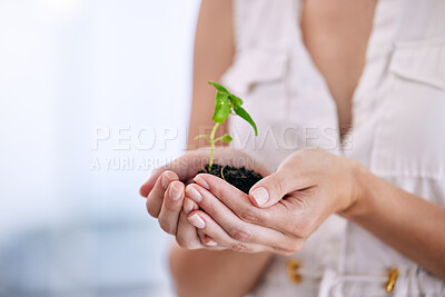 Buy stock photo Business woman, hands and plant for sustainability with company growth, startup and earth day in office. Female employee, herb and palm with soil for eco friendly agency, climate change and wellness