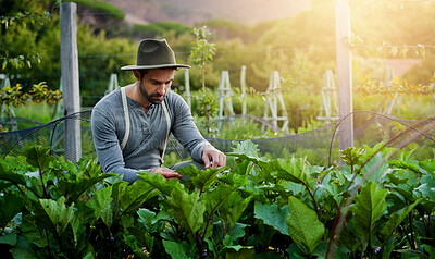 Buy stock photo Man, farming and check vegetables or leaves for agriculture and sustainability with crops or eggplants growth. Worker, farmer or gardener with green produce, gardening or fertilizer for care in field