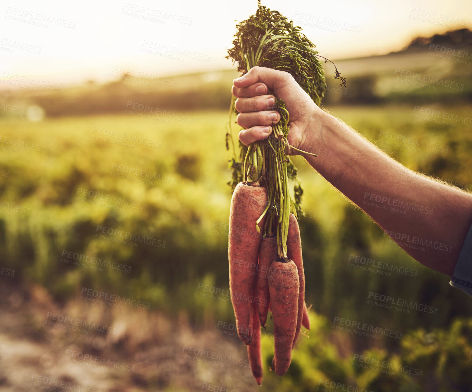 Buy stock photo Hand, farming and bunch of carrots in field for agriculture, sustainable and harvest growth. Environment, nature and eco friendly person with organic, fresh and nutrition vegetable in countryside.