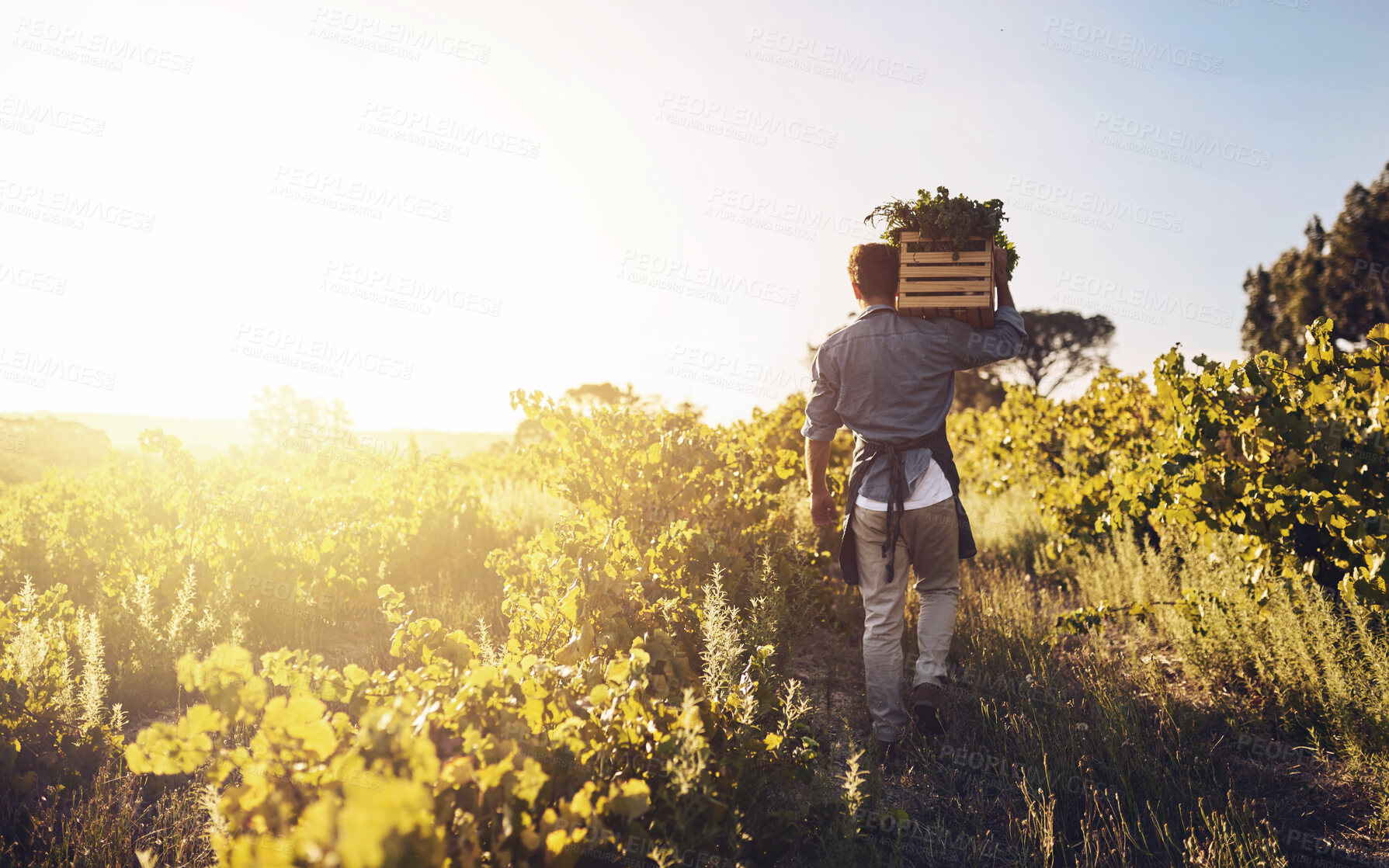 Buy stock photo Harvesting, farm and back of man with vegetables, natural produce and organic food in countryside field. Sustainability, agribusiness and farmer with box for eco farming, gardening and agriculture