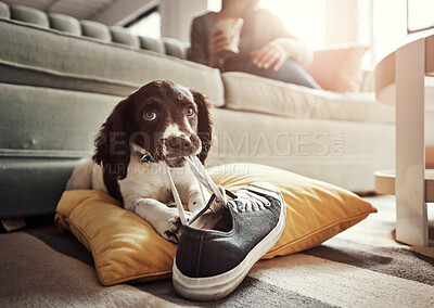 Buy stock photo Dog, animal and play with shoes in living room for guilty mess by biting sneaker, explore or protection. Pet puppy, training and relax on carpet with chewing behaviour, friend and toy for development