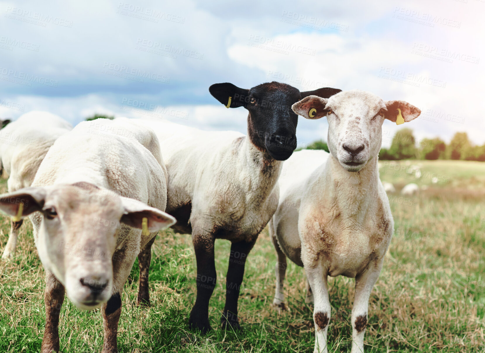 Buy stock photo Sheep, portrait and field on farm in outdoor, countryside and pasture environment for shearing cattle. Animal, grass and livestock agriculture for farming or slaughter, sustainability and wool.