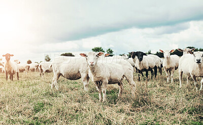 Buy stock photo Nature, agriculture and cows on farm in countryside for sustainable growth, development or production. Livestock, cattle and ranch animals on grass in dairy field for meat, beef or milk trade.