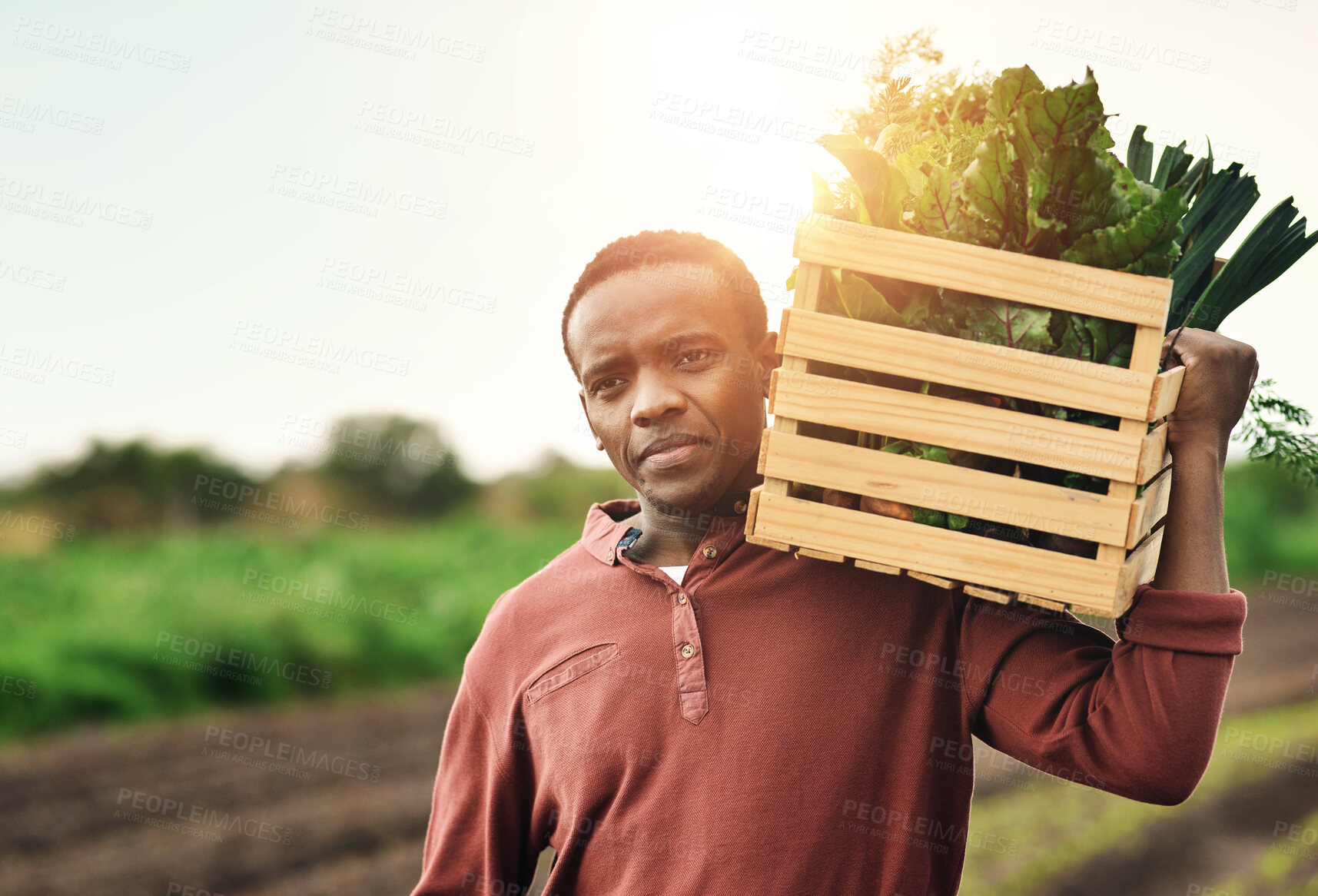 Buy stock photo Agriculture, crate and sustainability with black man on farm in harvest season for eco friendly growth. Box, environment and nature with person thinking on land for agribusiness or agro development