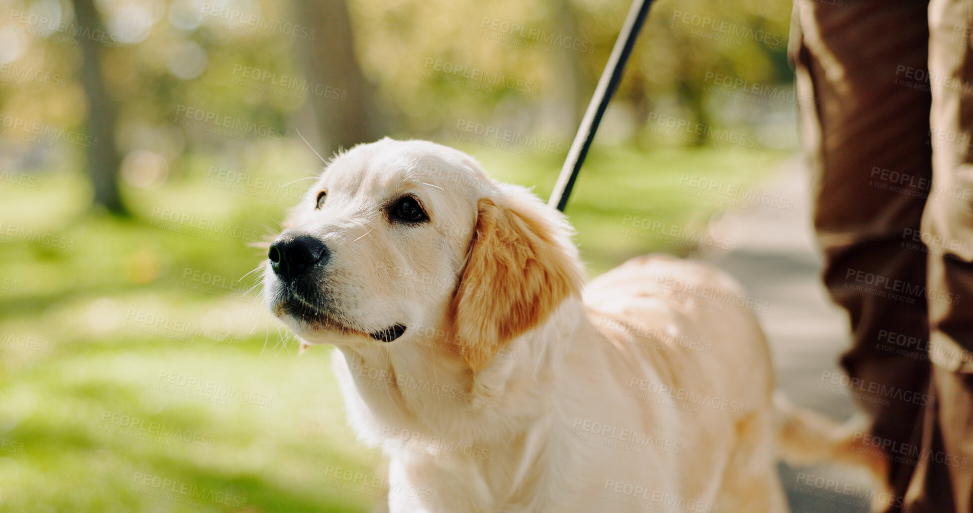 Buy stock photo Animal, dog and leash in park for walk, exercise and golden retriever breed for puppy training. Pet, protection and guide for emotional support and love, comfort and cardio in field or nature outside