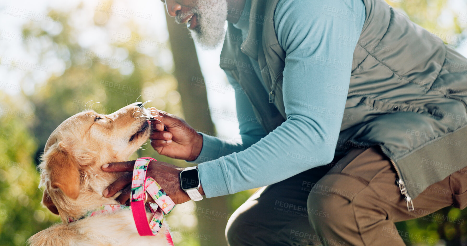 Buy stock photo Dog, treat and black man for walk in park, training and puppy school with reward for animal. Pet, owner and exercise in nature outside with male person, love and care with food for Golden Retriever