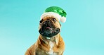 French bulldog, pet and Santa hat in studio for celebration, party or Christmas by blue background. Dog, animal or puppy with pink cap for xmas event, cheers or relax with sequin for festive holiday