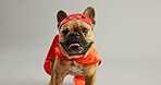 French bulldog, pet and superhero costume in studio for celebration, party and halloween by white background. Dog, animal or puppy with red mask for event, games and play hero with cape in fantasy