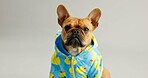 Bull dog, portrait and animal with colorful jacket for fashion, clothing or style on a white studio background. Small french pet, canine puppy or young adorable pure breed in stylish outfit or hoodie