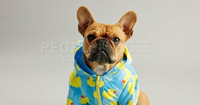 Buy stock photo Bull dog, portrait and animal with colorful jacket for fashion, clothing or style on a white studio background. Small french pet, canine puppy or young adorable pure breed in stylish outfit or hoodie