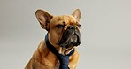 Fashion, animal and dog with bowtie on a white background for cute, adorable style and comic. Necktie, puppy and isolated French Bulldog with costume for adoption, rescue and pet shelter in studio