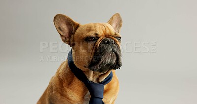 Buy stock photo Fashion, animal and dog with bowtie on a white background for cute, adorable style and comic. Necktie, puppy and isolated French Bulldog with costume for adoption, rescue and pet shelter in studio