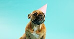 French bulldog, pet and hat for birthday in studio for celebration, party and decoration by blue background. Dog, animal or puppy with pink cap for event, cheers and relax with growth for development