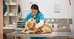 Pet care, stethoscope and dog with veterinary woman in consultation office for growth, wellness and examination. Puppy, inspection and animal clinic for golden retriever assessment, help or checkup