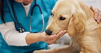 Animal care, hands and dog with woman in veterinary in consultation office for growth, wellness and examination. Puppy, support and pet clinic for golden retriever assessment, help or checkup visit