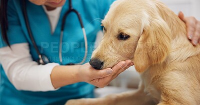 Buy stock photo Animal care, hands and dog with woman in veterinary in consultation office for growth, wellness and examination. Puppy, support and pet clinic for golden retriever assessment, help or checkup visit