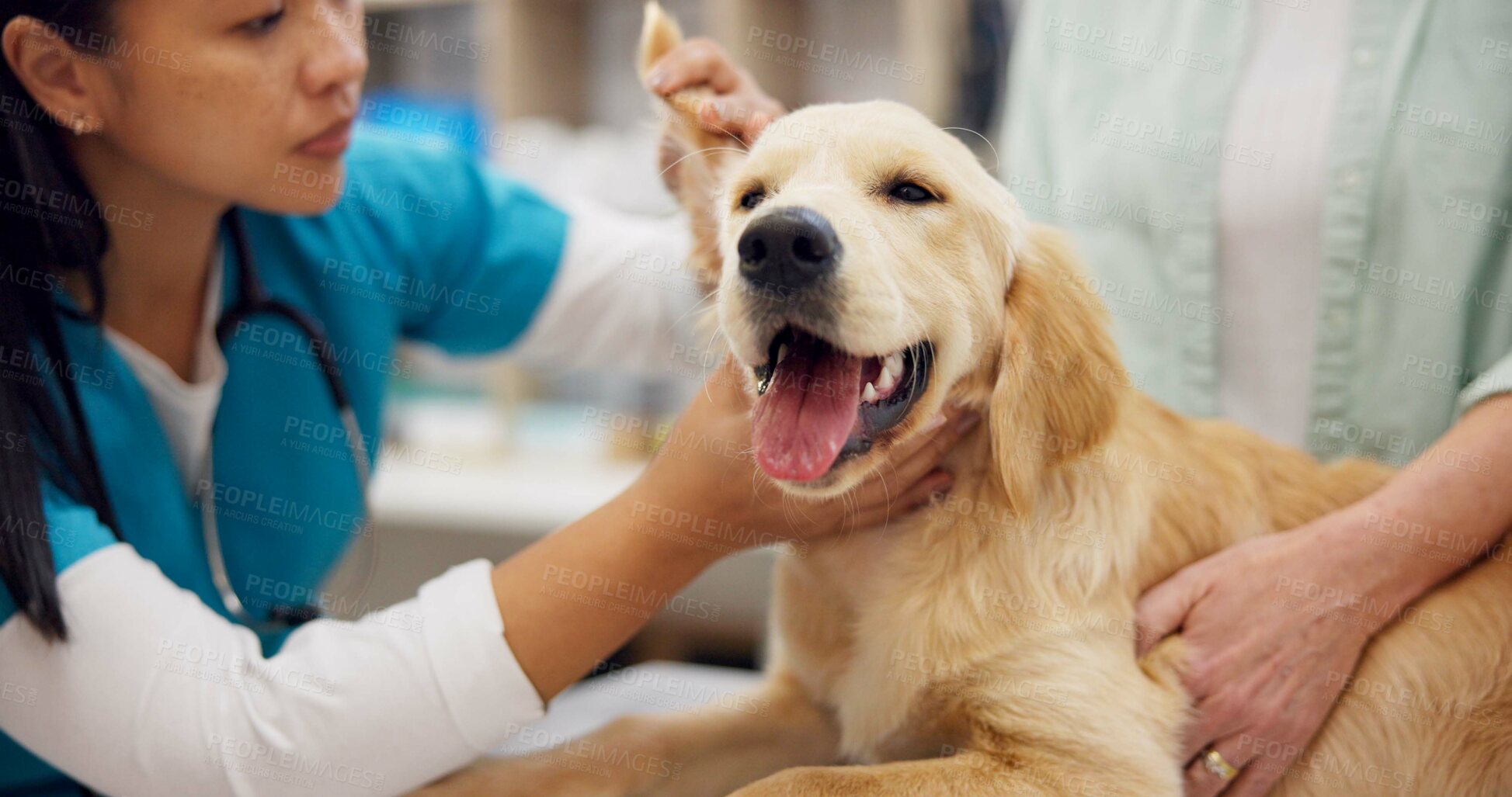 Buy stock photo Woman, veterinarian and checkup with dog by owner in animal care, visit or healthcare at shelter. Female person or veterinary checking pet for medical treatment, examination or consultation at clinic