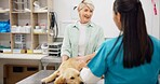 Woman, veterinarian and consulting owner with dog for animal care, visit or healthcare at shelter. Female person or veterinary talking to customer with sick pet for exam or consultation at clinic