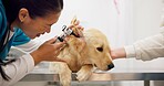 Woman, veterinary and checkup with dog by owner in animal care, visit or healthcare at shelter. Female person or veterinarian checking pet for medical treatment, examination or consultation at clinic