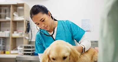 Buy stock photo Vet, woman and stethoscope for dog in clinic, care or listen for health, cardiology or breathing with wellness. People, doctor and golden retriever pet in assessment, exam or lungs at animal hospital