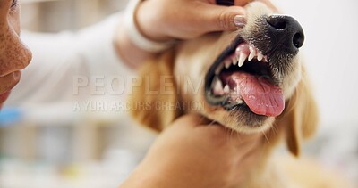 Buy stock photo Vet, healthcare and doctor with dog in clinic for examination, dental care and assessment. Volunteer, animal shelter and veterinarian with puppy for wellness, treatment and health at adoption center