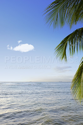 Buy stock photo Summer, landscape and palm trees in ocean, tropical island and Hawaii with skyline in nature, harmony or peace. Holiday, trip and travel for vacation as wallpaper, background or horizon for adventure