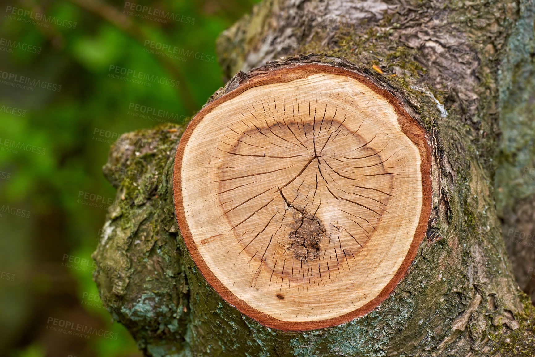 Buy stock photo Nature, tree or wood in zoom for landscape with environment, abstract for climate change or deforestation. Natural, closeup or log for earth day or eco friendly for sustainability, ecology in Canada