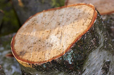 Buy stock photo Environment, log or wood in closeup for background with nature, abstract for climate change or deforestation. Natural, zoom or tree for earth day or eco friendly for sustainability, ecology in Canada