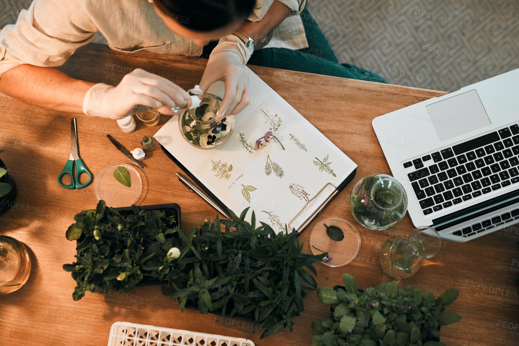 Buy stock photo Person, agriculture and petri dish with plants for research in home, plant analysis or growth check for ecology. Above, laptop and document for floral review in house, herbs for sustainability