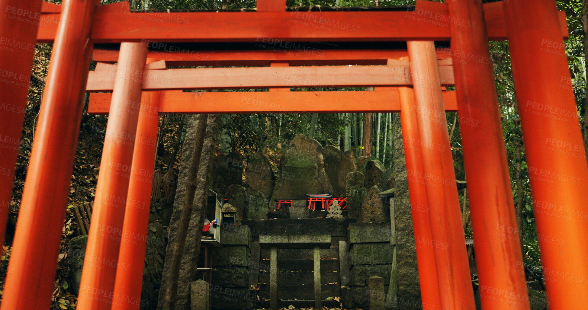 Buy stock photo Nature, forest and Torii gate monument in Kyoto with peace, mindfulness and travel with spiritual history. Architecture, Japanese culture and Shinto shrine in woods with sculpture, memorial and trees