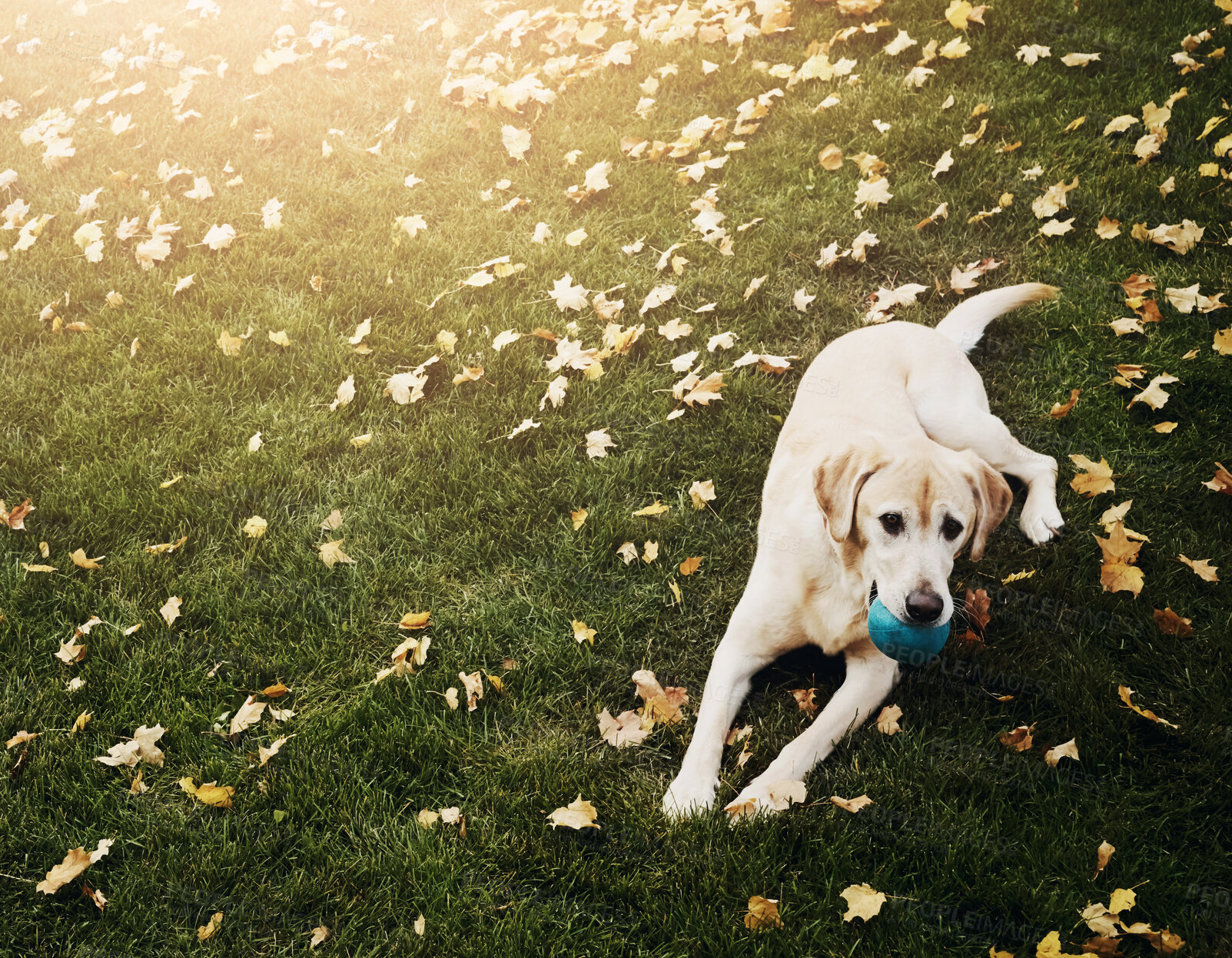 Buy stock photo Backyard, relax and dog on grass with ball for fun, exercise and healthy outdoor animal in garden. Autumn leaves, lawn and playful Labrador with games, pet fitness or wellness with toys in morning