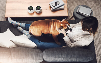 Buy stock photo Top view, woman and dog on sofa in home with playing, relax and pet canine for safety and security. Person, french bulldog and companion on couch in living room for protection, care and face scratch