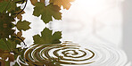 Ripple, leaf and nature with water drop pattern with mockup for 3d, digital and texture. Environment, design and waves with liquid in background for abstract, sustainability and art deco graphic