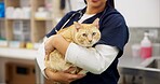 Cat, hands and veterinarian in clinic for healthcare, medical or pet treatment. Consulting, doctor and insurance with professional person in animal hospital for medicine or veterinary recovery