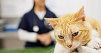 Cat, sick and checkup with vet in clinic with healing, assessment and medical exam for animal services. Kitten, doctor and pet wellness for treatment, healthcare and neutered for surgery results