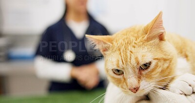 Buy stock photo Cat, sick and checkup with vet in clinic with healing, assessment and medical exam for animal services. Kitten, doctor and pet wellness for treatment, healthcare and neutered for surgery results