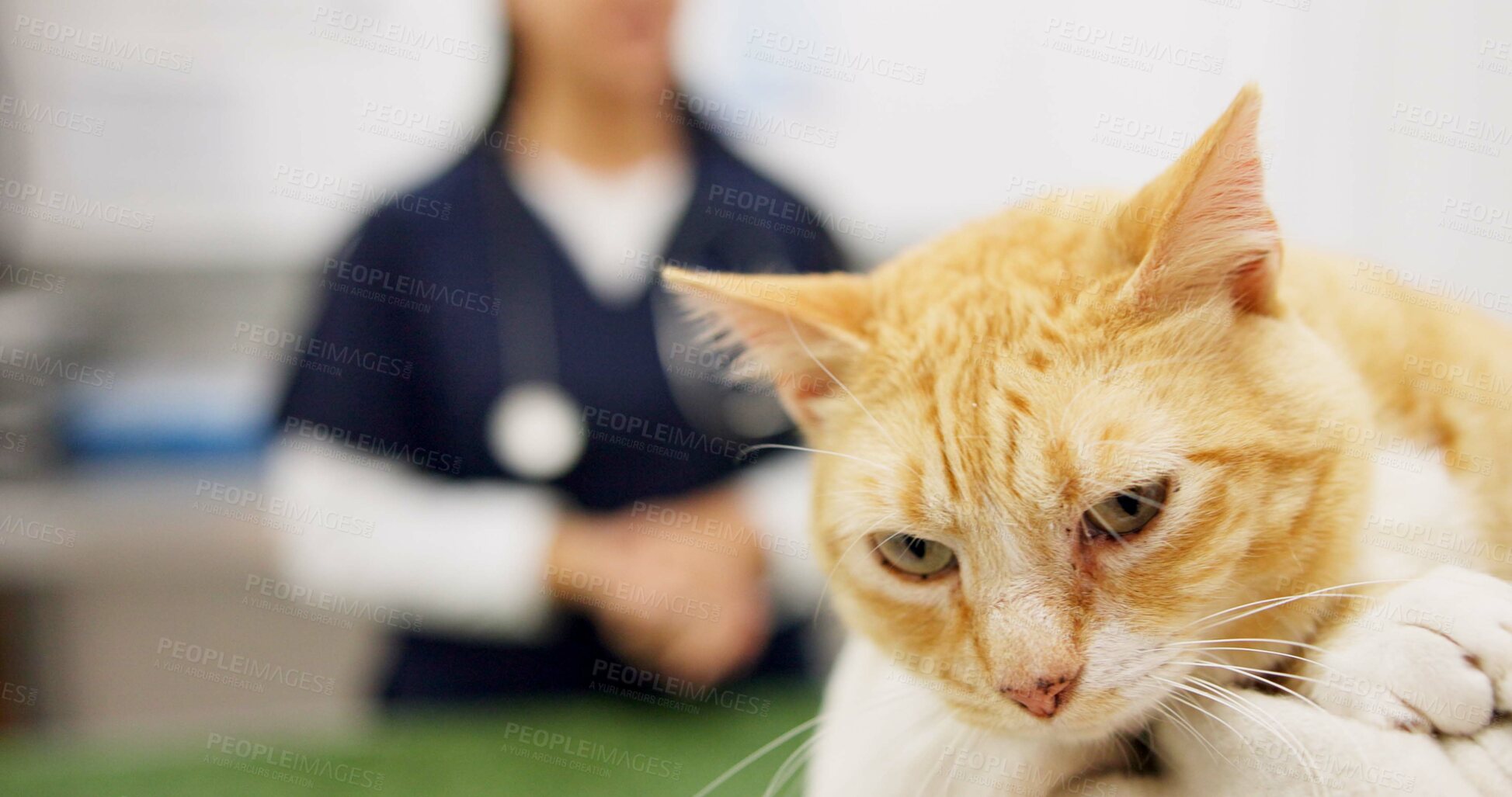 Buy stock photo Cat, sick and checkup with vet in clinic with healing, assessment and medical exam for animal services. Kitten, doctor and pet wellness for treatment, healthcare and neutered for surgery results