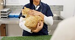 Cat, hands and veterinarian in animal hospital for healthcare, medical or pet treatment. Doctor, insurance and medicine with professional person in clinic for consulting or veterinary recovery